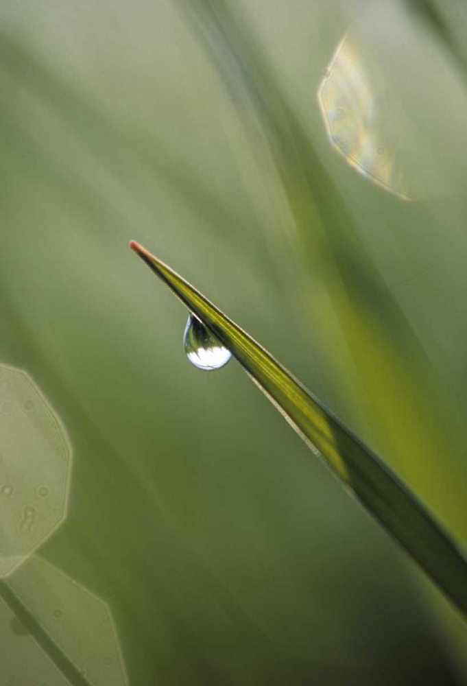 USA, Pennsylvania Dewdrop on leaf